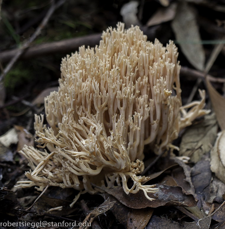 coralline fungus